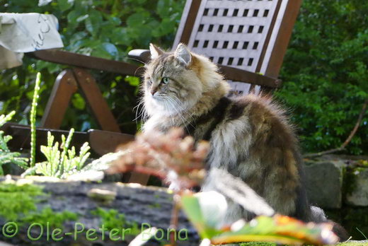 Sibirische Katzen Max von der Gronau