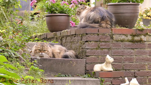 Sibirische Katzen Spirit of New Heaven´s Catjuscha und Sohn Max von der Gronau