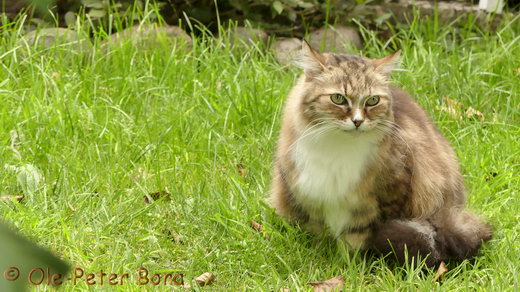 Sibirische Katzen Fadejew vom Schloßpavillon