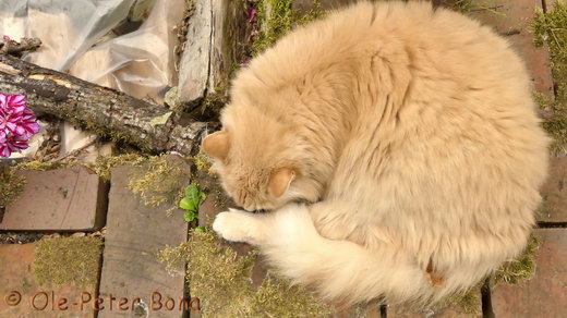 Sibirische Katzen Floris von Der Gronau