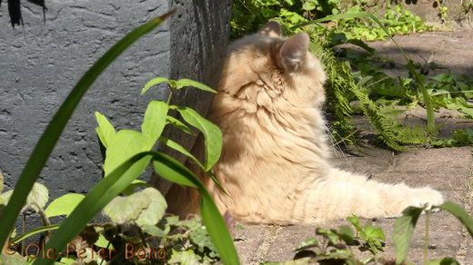 Sibirische Katzen Floris von der Gronau