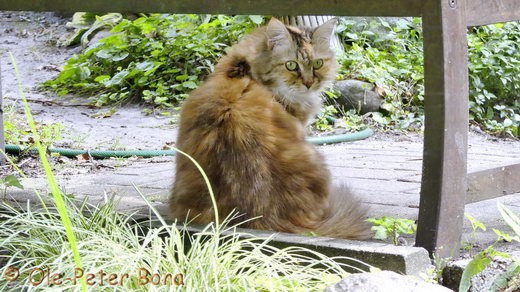 Sibirische Katzen Gwenija von der Gronau