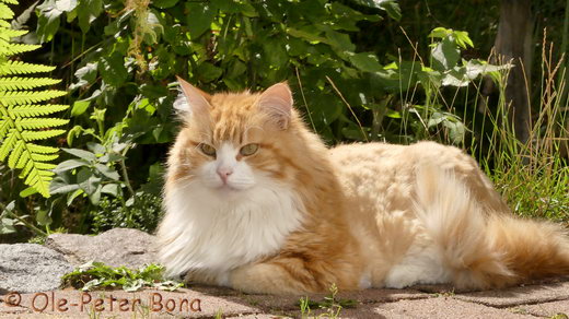 Sibirische Katzen Katrinchen von der Gronau