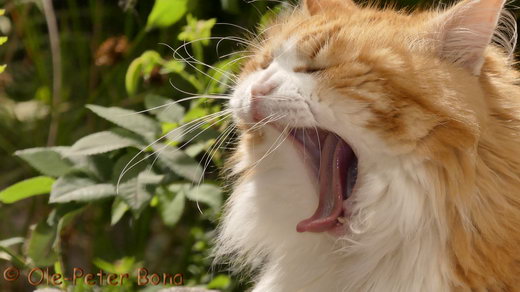 Sibirische Katzen Katrinchen von der Gronau