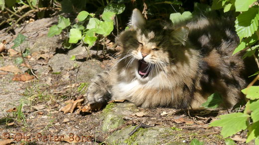 Sibirische Katzen Max von der Gronau