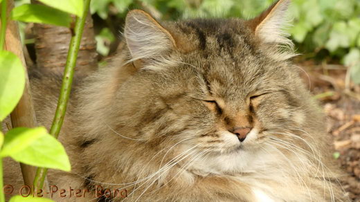 Sibirische Katzen Max von der Gronau