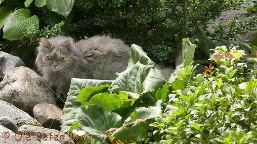 Sibirische Katzen Yanisha von der Gronau