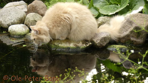 Sibirische Katzen Floris von der Gronau