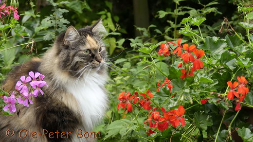 Sibirische Katzen Hela von der Gronau