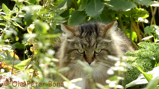 Sibirische Katzen Max von der Gronau