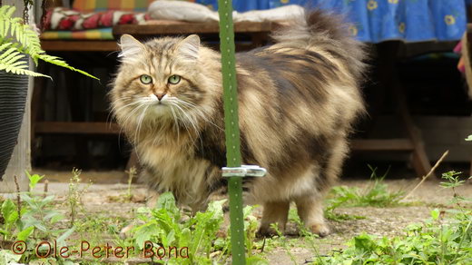 Sibirische Katzen Moritz von der Gronau