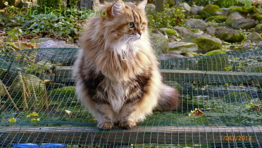 Sibirische Katzen Spirit of New Heaven´s Catjuscha
