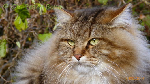 Sibirische Katzen  Max von der Gronau