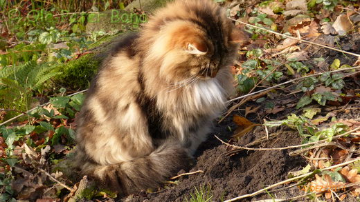 Sibirische Katzen Max von der Gronau