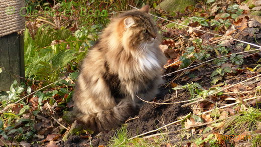 Sibirische Katzen Max von der Gronau