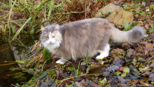 Sibirische Katzen Tatjushka von der Gronau