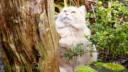 Sibirische Katzen Floris von der Gronau