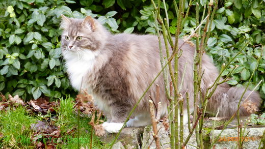 Sibirische Katzen Hetty von der Gronau