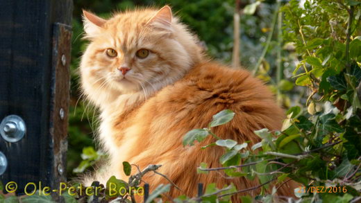  Sibirische Katzen Fadejew vom Schloßpavillon