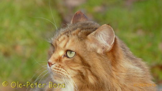 Sibirische Katzen Hela von der Gronau