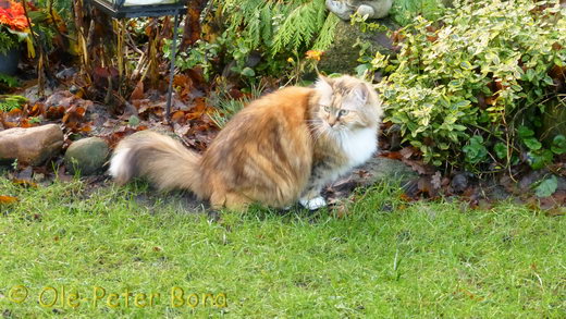 Sibirische Katzen Katrinchen von der Gronau