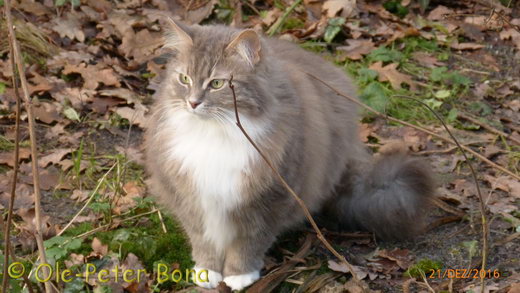 Sibirische Katzen Max von der Gronau