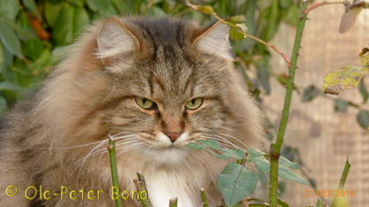 Sibirische Katzen Tatjushka von der Gronau