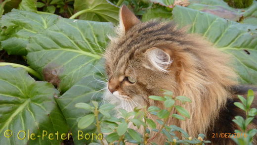 Sibirische Katzen Floris von der Gronau