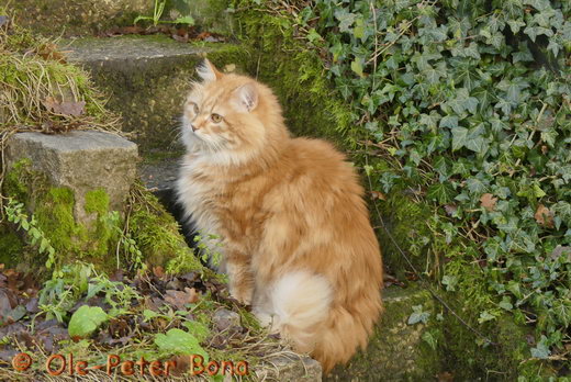 Sibirische Katzen Zaimka Avos