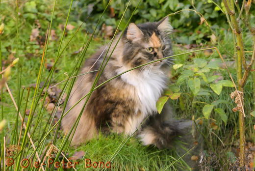 Sibirische Katzen Hela von der Gronau