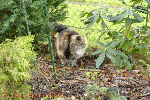 Sibirische Katzen Max von der Gronau