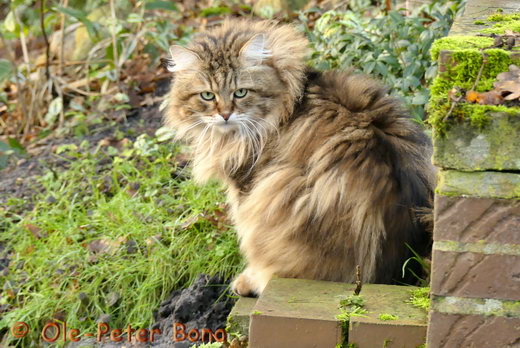 Sibirische Katzen Moritz von der Gronau