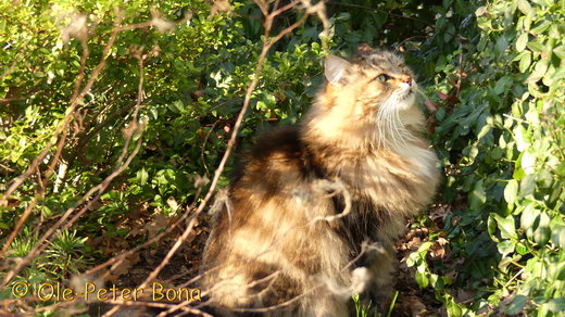 Sibirische Katzen Max von der Gronau