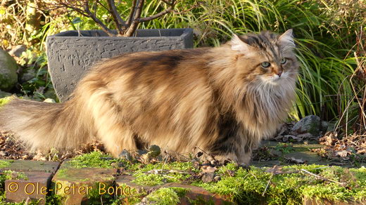 Sibirische Katzen Moritz von der Gronau