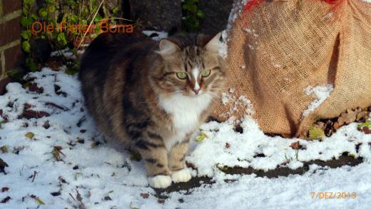 Sibirische Katzen Jule von der Gronau