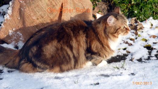 Sibirische Katzen Jule von der Gronau