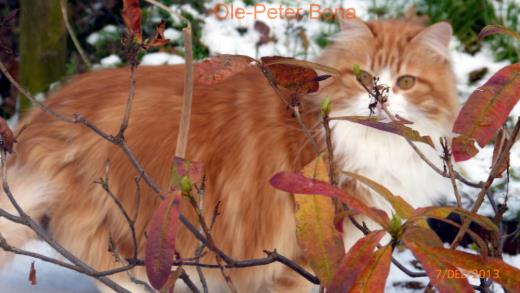 Sibirische Katzen Katrinhen von der Gronau