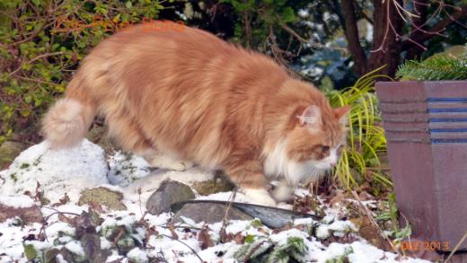 Sibirische Katzen Katrinchen von der Gronau