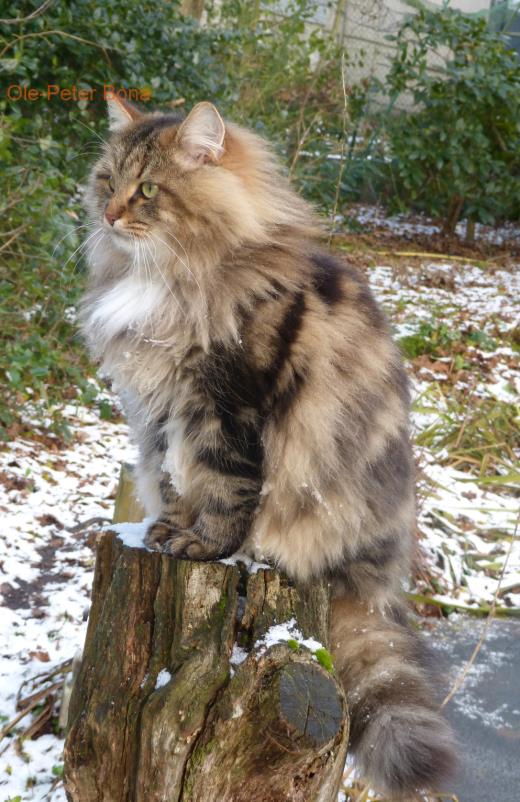 Sibirische Katzen Max von der Gronau