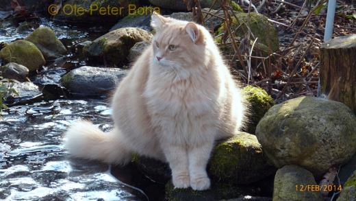 Sibirische Katzen Floris von der Gronau