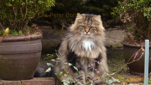 Sibirische Katzen Max von der Gronau