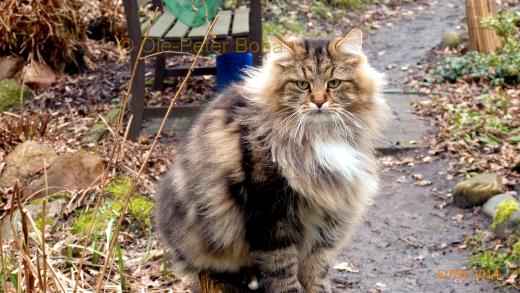 Sibirische Katzen Max von der Gronau