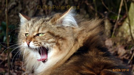 Sibirische Katzen Moritz von der Gronau