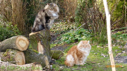 Sibirische Katzen Max von der Gronau und Zaimka Avos