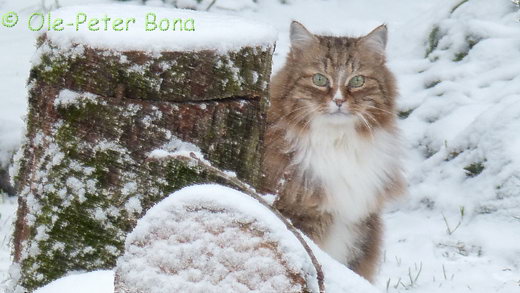 Sibirische Katzen Fadejew vom Schloßpavillon