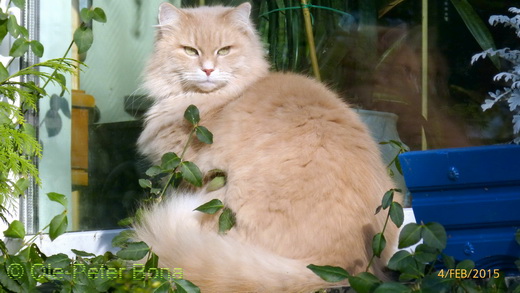 Sibirische Katzen Moritz von der Gronau