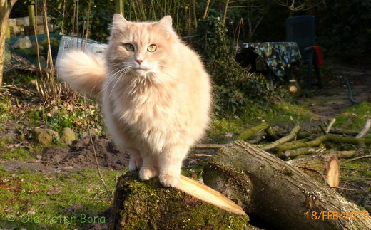 Sibirische Katzen Floris von der Gronau