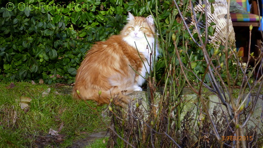 Sibirische Katzen Katrinchen von der Gronau