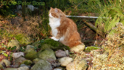 Sibirische Katzen Katrinchen von der Gronau