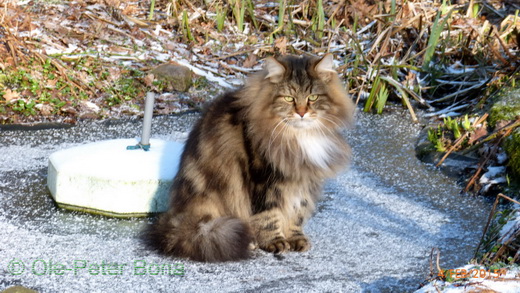 Sibirische Katzen Max von der Gronau